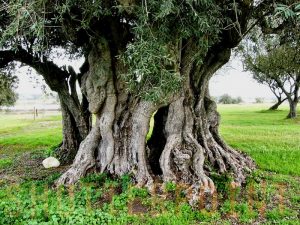 Auf diesem Foto sieht man einen alten Olivenbaum. Israelische Juden haben großes Wissen über Olivenbäume.