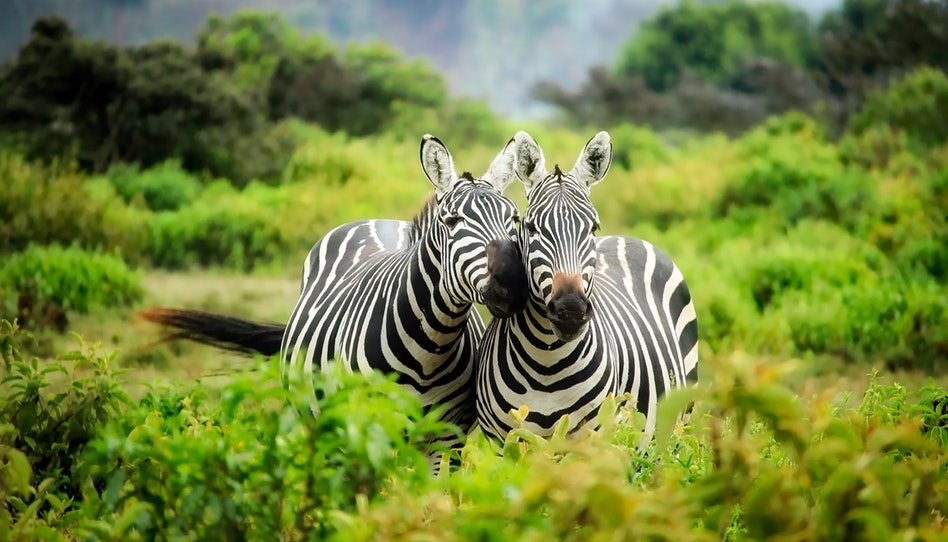 Zebras