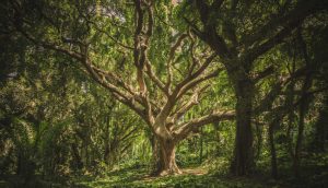 Zu sehen ist ein Ausschnitt eines Waldes. Im Fokus ist ein wunderschöner Baum zu sehen.