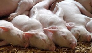 Auf dem Bikld zu sehen sind einige auf dem oden liegende Ferkel. Gerade bei ihnen sollte das Thema Tierwohl eine größere Rolle in unserer Gesellschaft spielen.