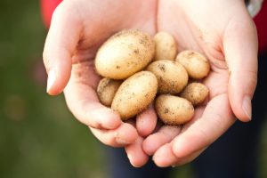„Harvest Of Faith”: So Zeigt Die Kirche Jesu Christi Ihr Wohlfahrtsprogramm